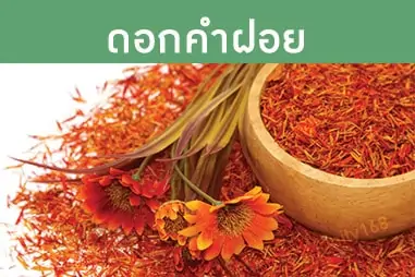 ดอกคำฝอย,ร้านขายยาสมุนไพรธนทร,สมุนไพรธนทร